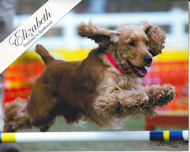 English Cocker Spaniels, Ch. UAGI Rockback's Spellbound, CathyAnn and Mark Litwin, English Cocker Spaniel puppies