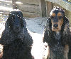 English Cocker Spaniels: Pearl & Rocket