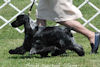 English Cocker Spaniels:Alice in motion at Delaware Valley ECS Specialty 