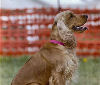 English Cocker Spaniels:Elizabeth - Agility trial Dauphin Dog Training Club
