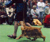 English Cocker Spaniels: Roxanne at Westminster